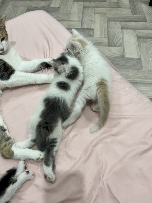 Отдам котят в добрые руки