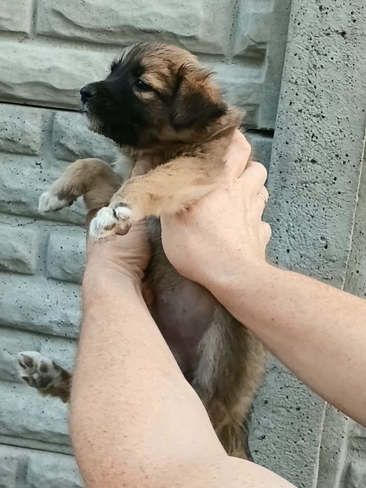 Щенки в добрые руки!
