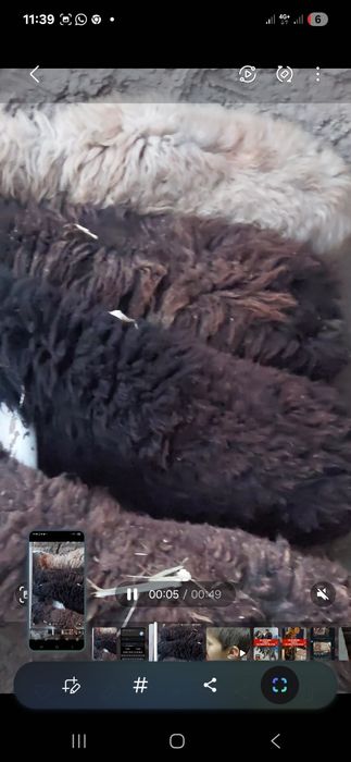 60000 м нан. 1 еркек 3 урғашы