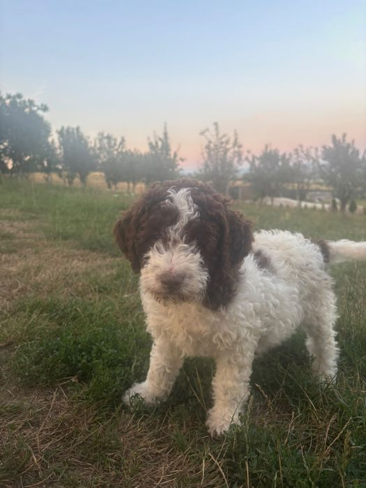 Lagotto romagnolo fata disponibila