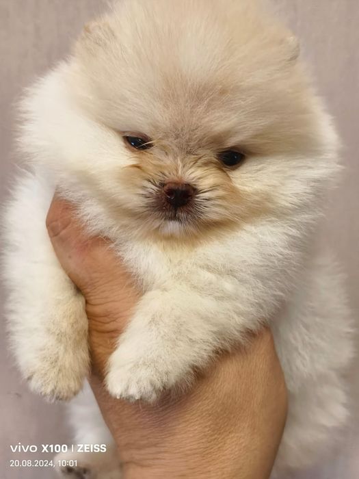 Продам щенков шпица.