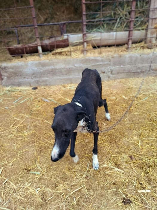 грей.    сатылад