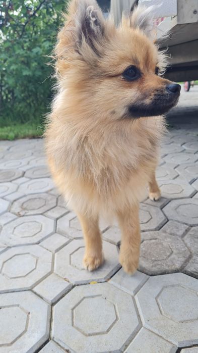 Spitz Pomeranian