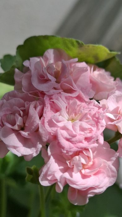 Молодая сортовая герань