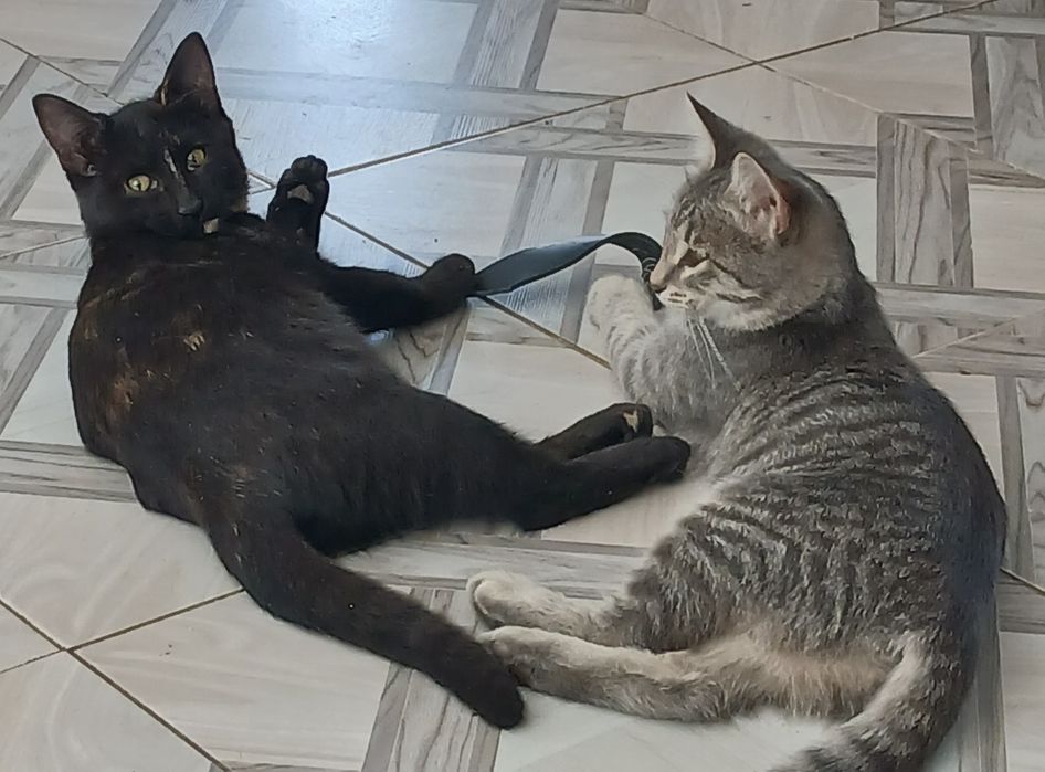 Котята в дар добрым людям