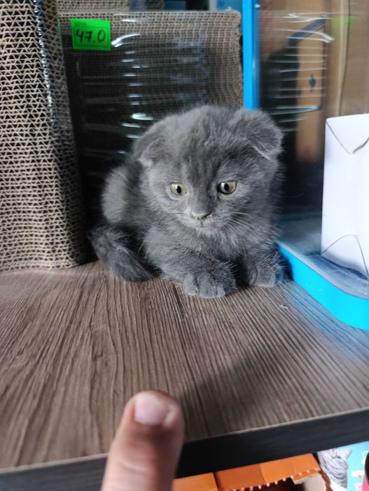 Британские котята