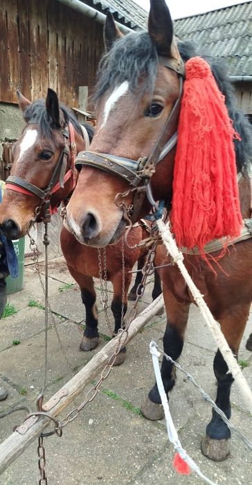 Vând armăsar,cu acte