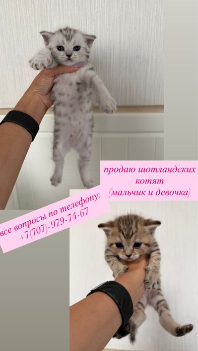 Шотландские котята