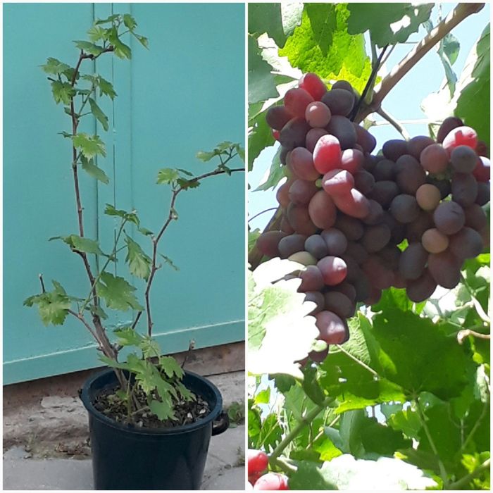 Ризамат виноград.