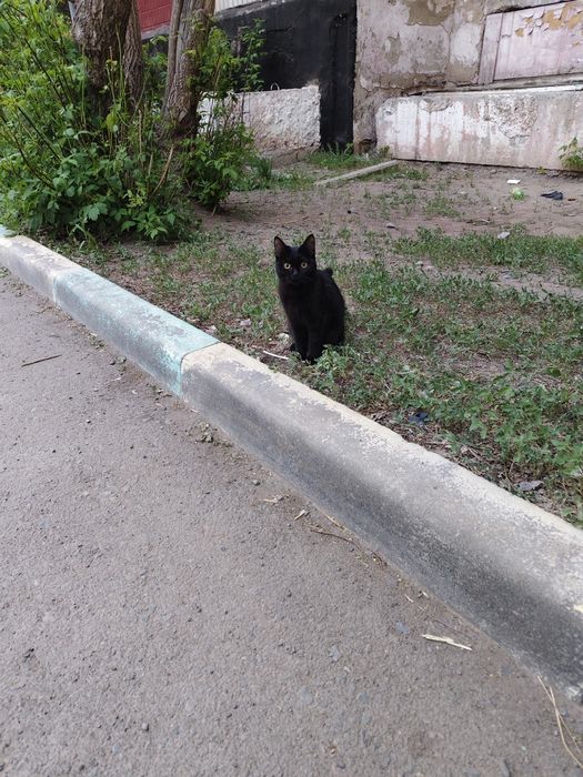 Добрые руки Кошечка
