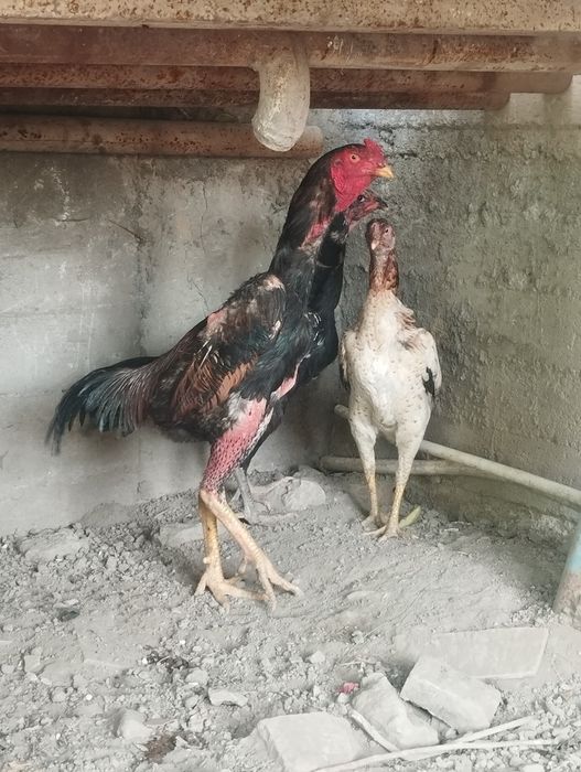 Dakan xoroz sotiladi 9 oyli