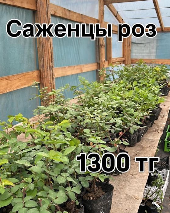 Продам саженцы Розы