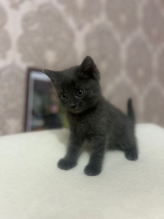 Котята домашние отдам