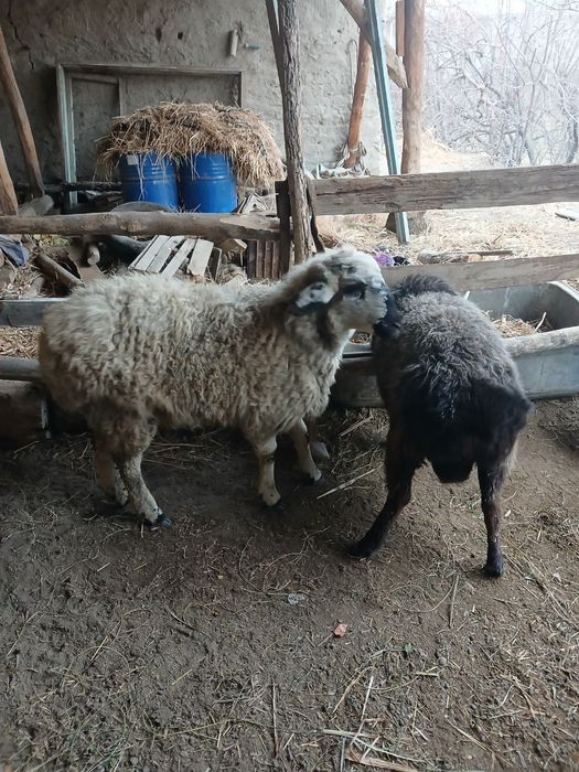 Бир нар Бир мода семиз баррала сотилади