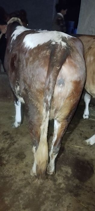 Chorva mollari yetkazib berish xizmatlari