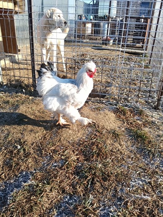 Vând cocoș Brahma moțat