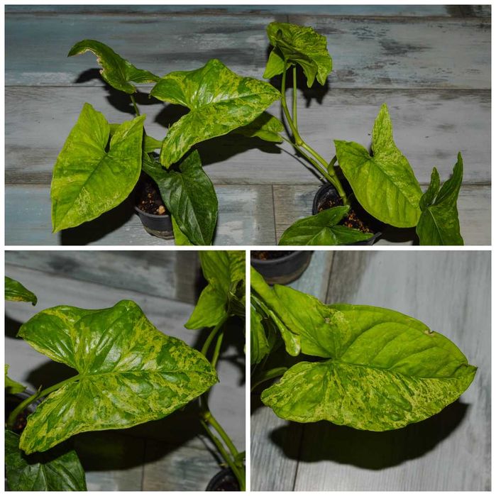 Мелия, син и бял сисиринхиум, гинко, сингониум