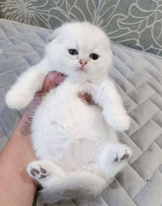 Шиншилловые малыши котята