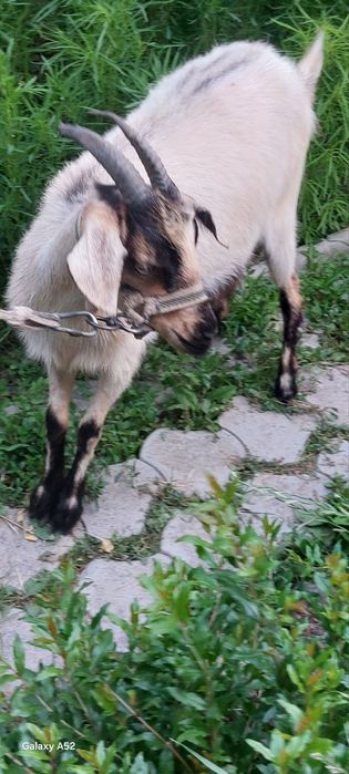 Echki sotiladi. Продается коза.
