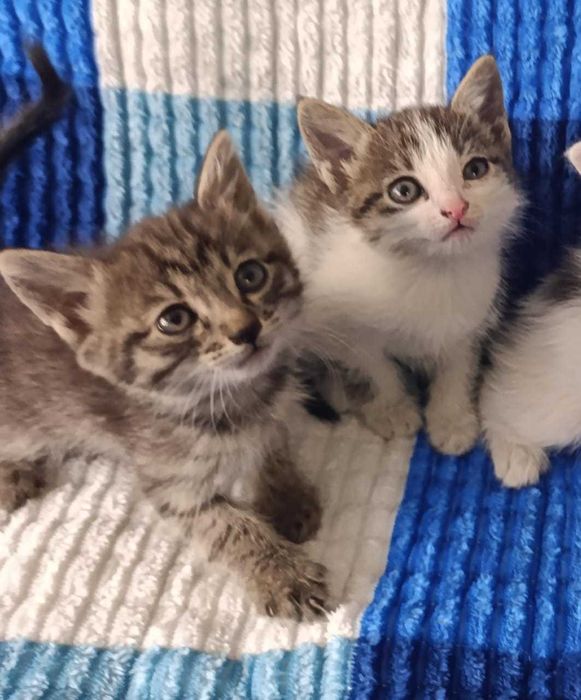 Отдам котят в добрые руки