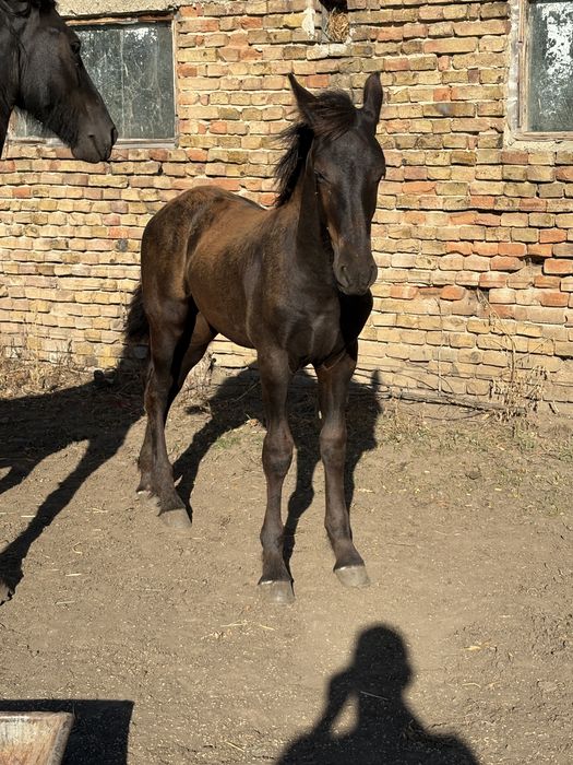 De vanzare manz friz