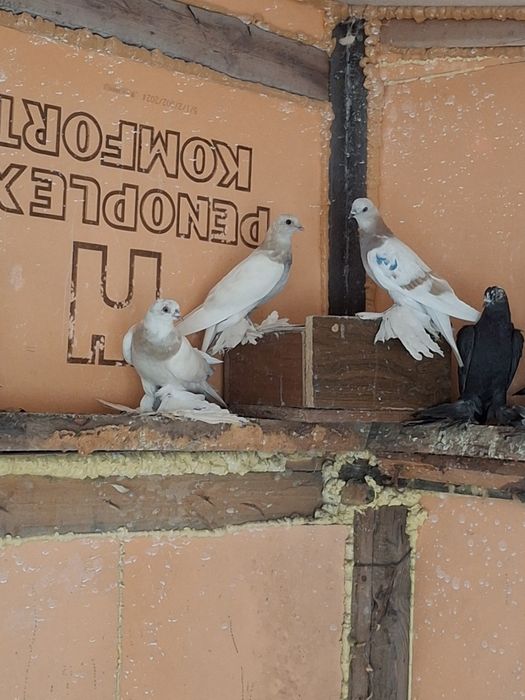 Продам голубей игра гребля тяга