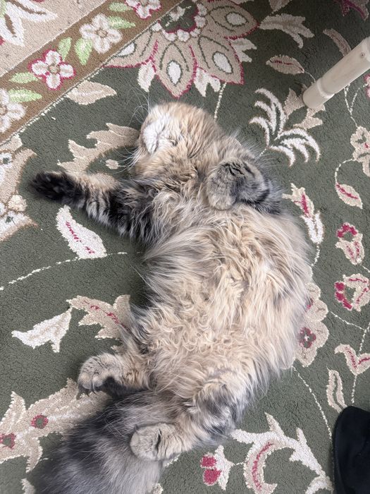 Отдам добрые руки