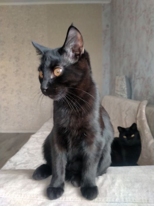 Котята . возраст  4,5 мес.
