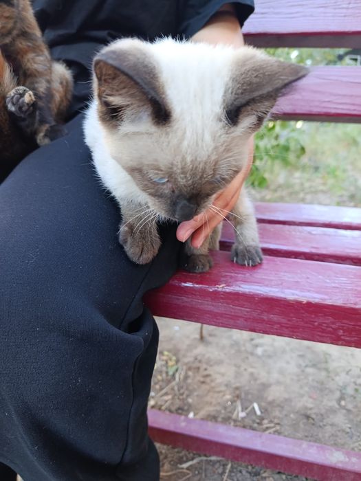 Отдам котят подростков