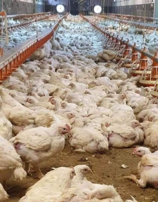 Pui De Carne Si Pui Rasa Mixta