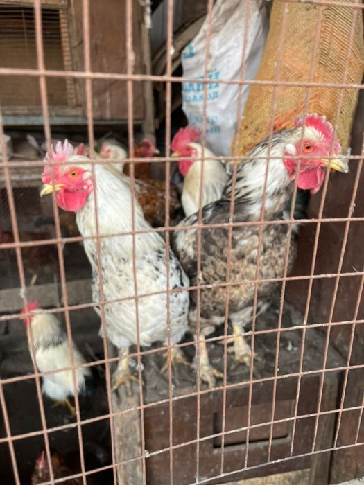 Индоутки (селезень ) Гуси и куры