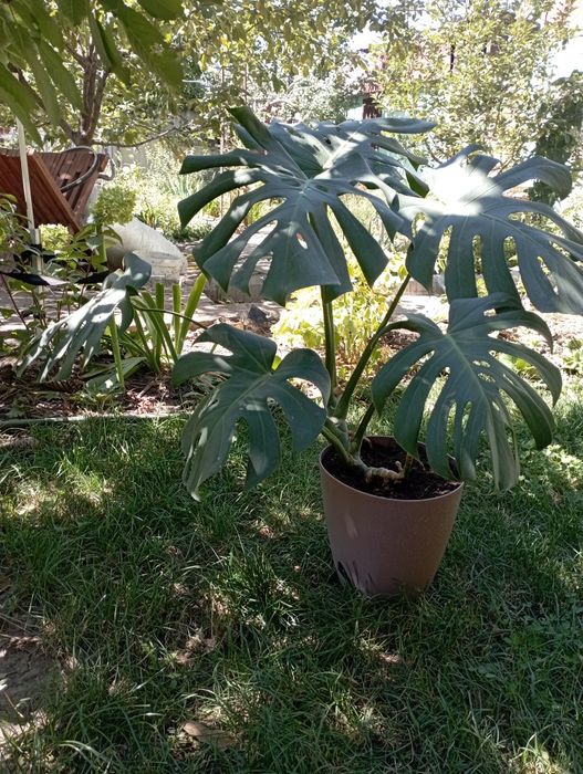 Продам красавицу Монстеру.