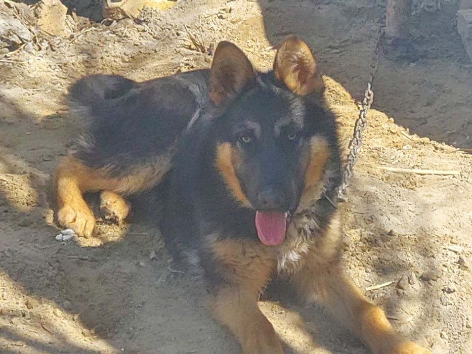 Таза қанды овчарка