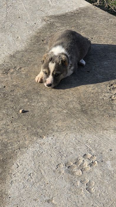 Щенки Алабай чистокровный