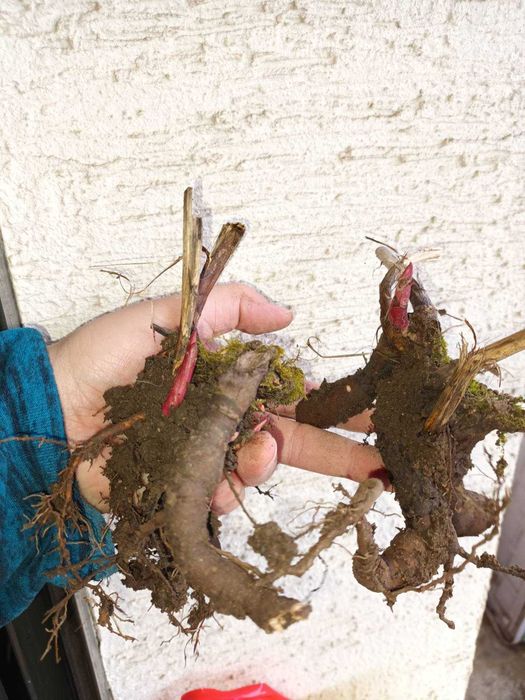 Червен Божур и Брахея Армата,Мексиканска Синя Палма