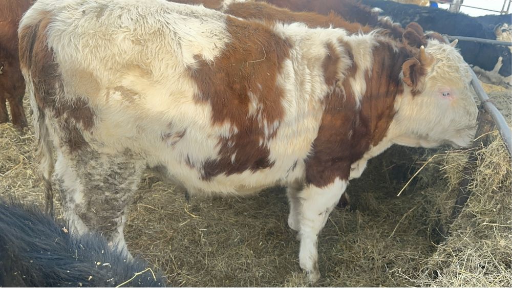 Продам быков на племя