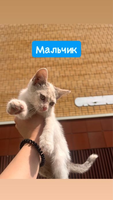 Отдам котят в добрые руки