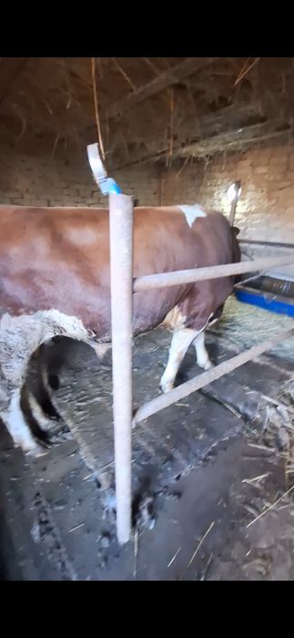 Семіз бұқа бордақы