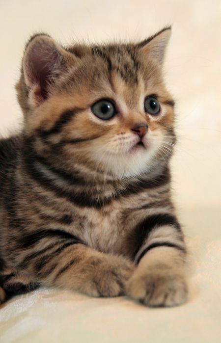 котята ТАББИ британцы с РИНГТЕЙЛОМ