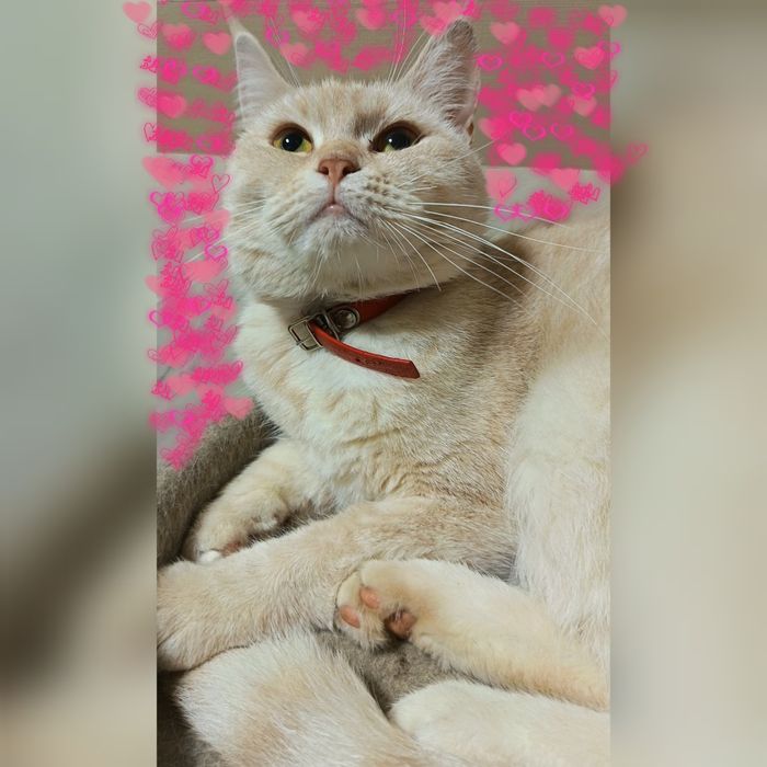 Мейн Кун + скоттиш страйт.