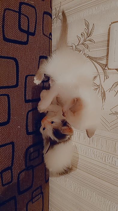 Отдам котят  в добрые руки