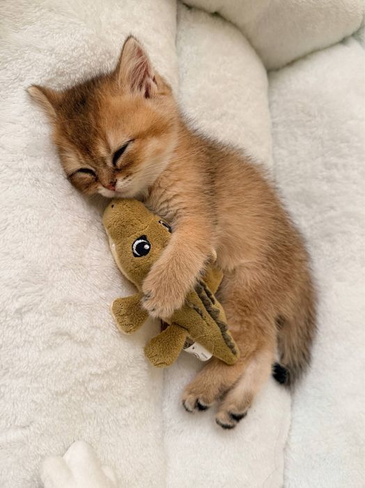 Британец (золотая шиншилла)