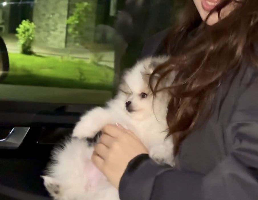 Щпиц померанский