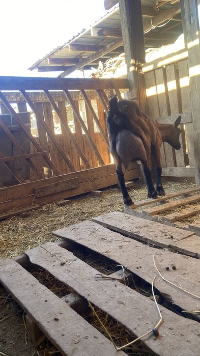 Сауын ешкі сатылады