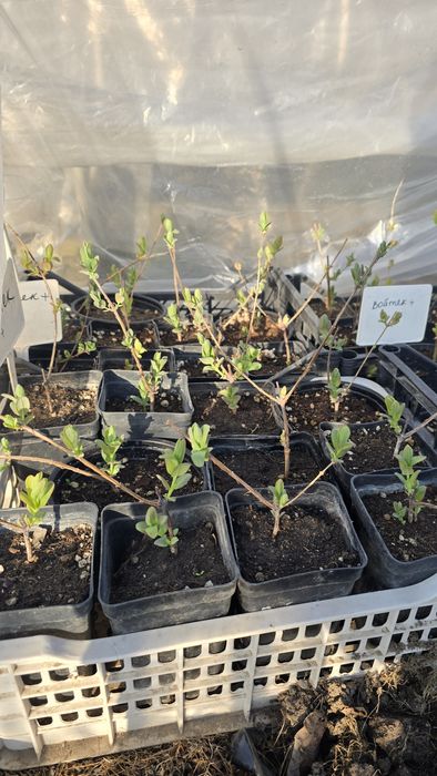 Продам Жимолость