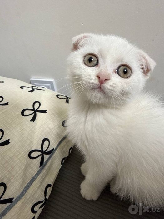 Scottish Fold oppoq rangli