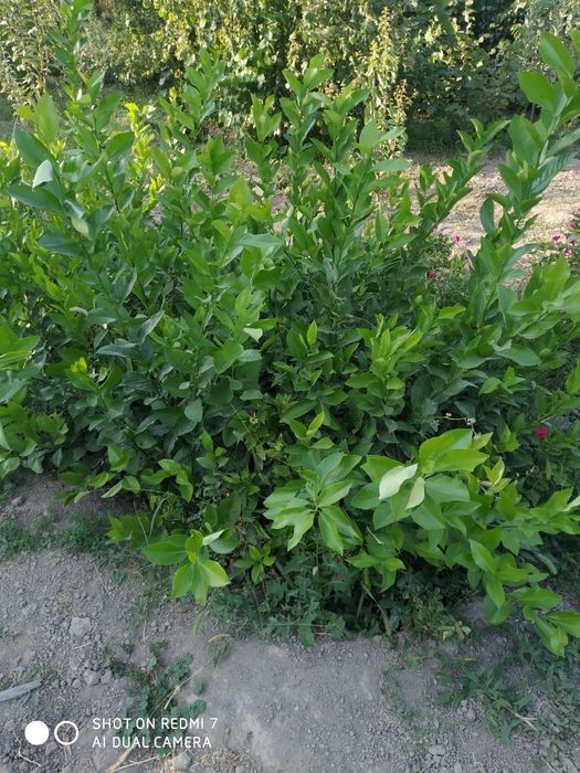 Саженцы лимона 3-ех летние сорт меер , саженцы  фундука  и Ель голубой