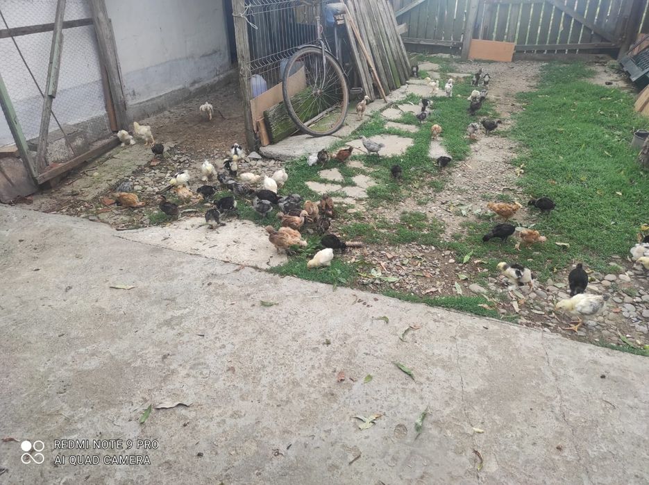 Vand pui diferite rase si vârste