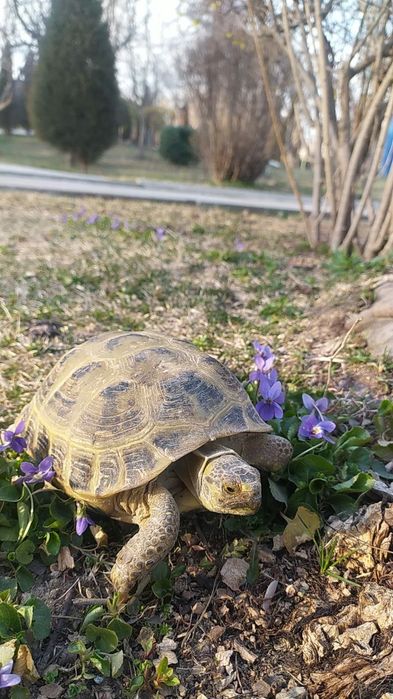 Продаются большие сухопутные черепахи