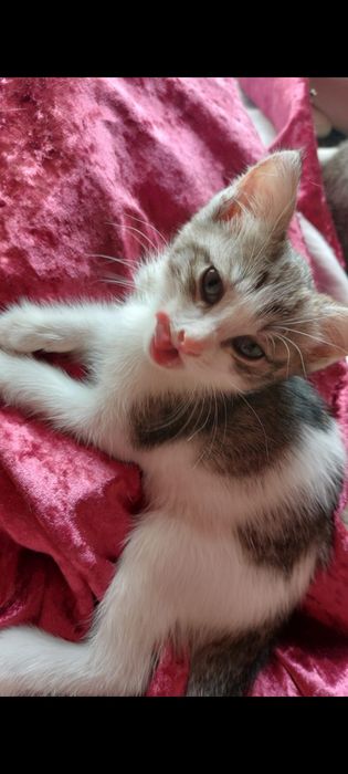 Отдам котёнка добрым людям